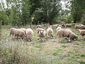 Agrandir l'image (fenêtre modale)