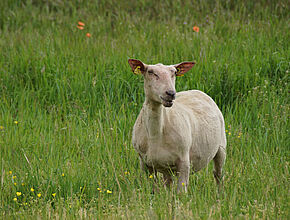 Agrandir l'image (fenêtre modale)