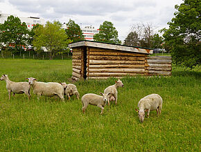 Agrandir l'image (fenêtre modale)
