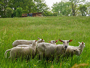 Agrandir l'image (fenêtre modale)