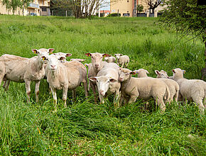 Agrandir l'image (fenêtre modale)
