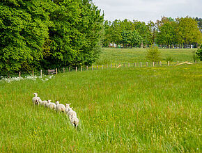 Agrandir l'image (fenêtre modale)