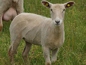 Agrandir l'image (fenêtre modale)
